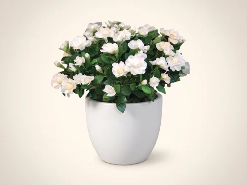 Gardenia Plant ID# GAR118C