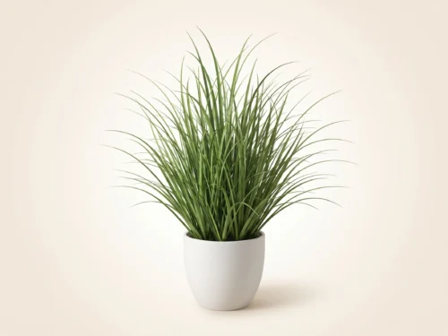 Tall Ornamental Grass Plant ID# P4251PS
