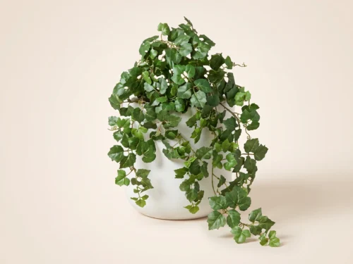 Grape Ivy Vine ID# GRI#24