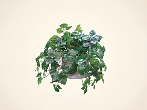 Grape Ivy Vine ID# GRI115
