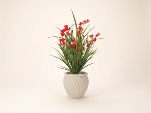 Bush Freesia Plant ID# FRE122R++
