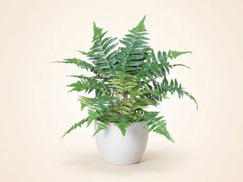 Forest Fern Plant ID# FEF217