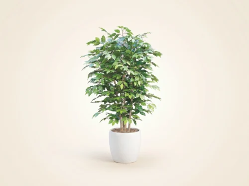 Ficus Benjamina Plant ID# FBCB60
