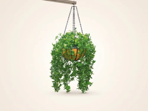 English Ivy Hanging, Hanging ID# IVE514+