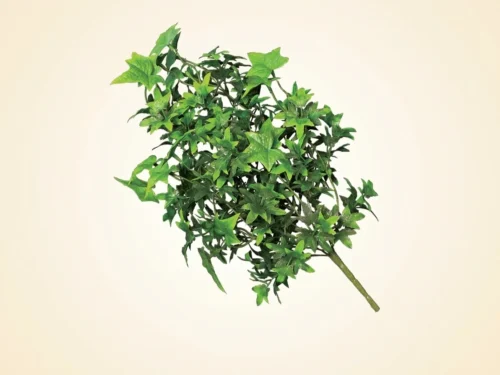 English Ivy Plant ID# IVE116+