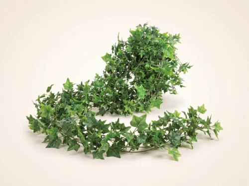 English Ivy Vine ID# IVE128+