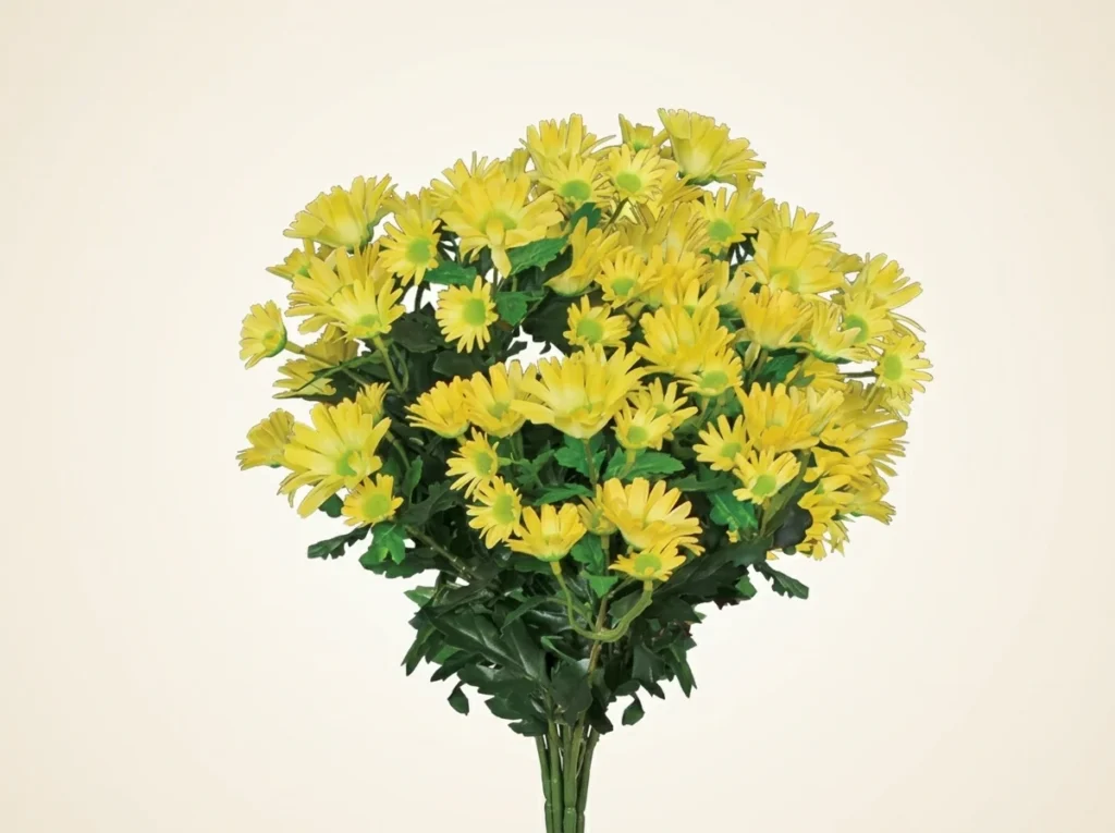 Fake Daisy Mums Plants