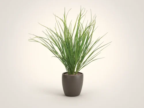 Dune Grass Plant ID# GDU332