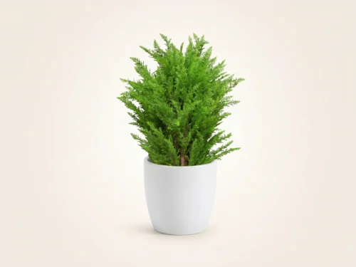 Cypress Bush ID# CYPB36++