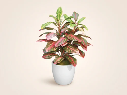 Croton Plant ID# CRO223