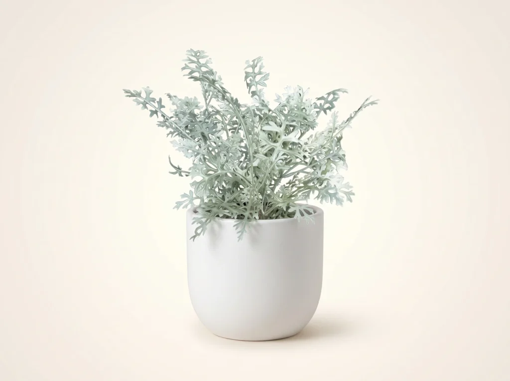 Artificial Dusty Miller Plant Outdoor