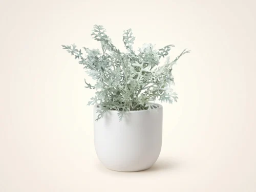 Dusty Miller Bush (exterior) ID# DSM114+