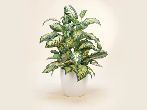 Dieffenbachia Plant ID# DIG348