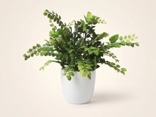 Creeping Fig Plant ID# FCR112++