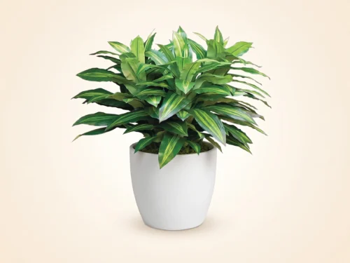 Corn Plant Plant ID# CPB336