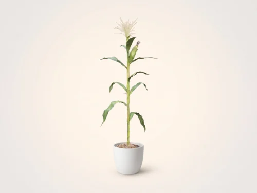 Corn Plant Stalk ID# 15246
