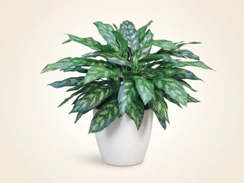 Maria Chinese Evergreen Plant ID# CEL226M