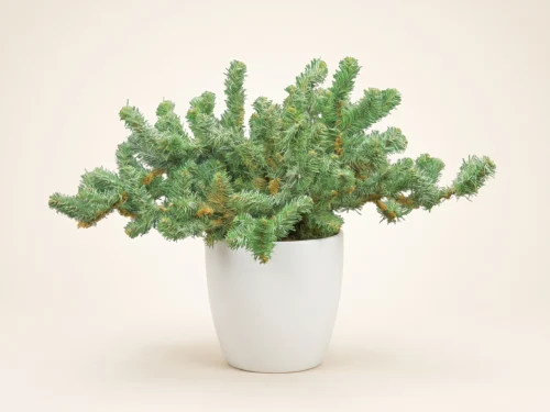 Colorado Spruce Plant ID# SPC515