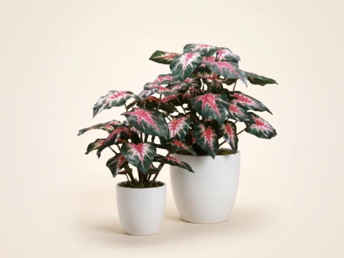 Caladium Plant ID# CAS123, CAL228
