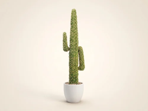 New Mexico Cactus Plant ID# PSLPC205S