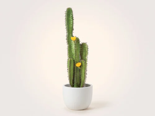 Fairy Castle Cactus Plant ID# P266-AS, P0366-AS
