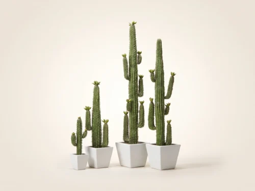 Saguaro Cactus Plant ID# P5816-AS, P0916-AS, P5916-AS, P3916-AS