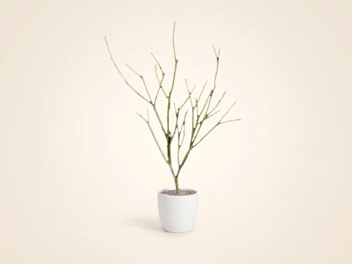 Pencil Cactus Plant ID# PRD-0094PCS