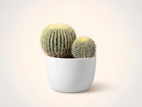 Barrel Cactus Plant ID# P056-AS, P156-AS