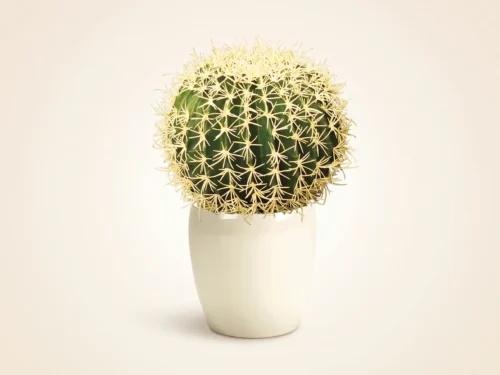 Outdoor Barrel Cactus Plant ID# CAB110++, CAB113++