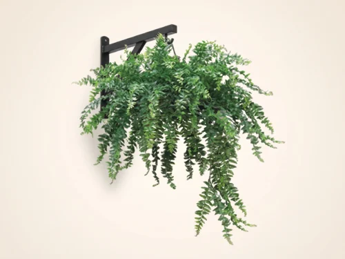 Buckler Fern Hanging, Hanging ID# FEBH14+