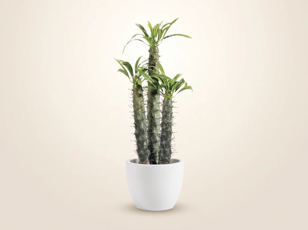 Fake Cactus Plants