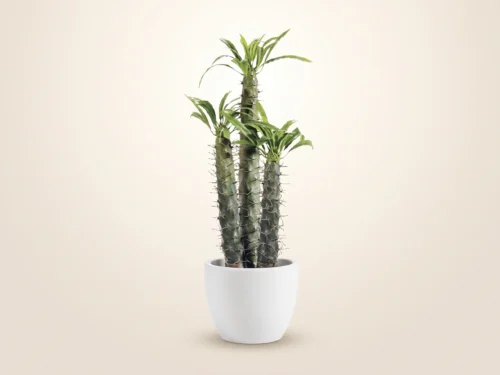 Artificial Cactus Plant ID# PRG-040CCLS