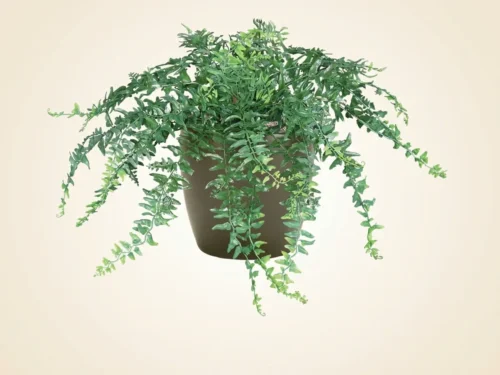Buckler Fern Plant ID# FEB112+