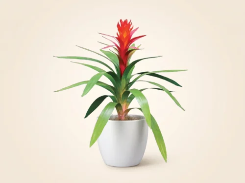 Cherry Bromeliad Plant ID# BGC116