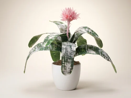 Silver Vase Bromeliad Plant ID# BSV121
