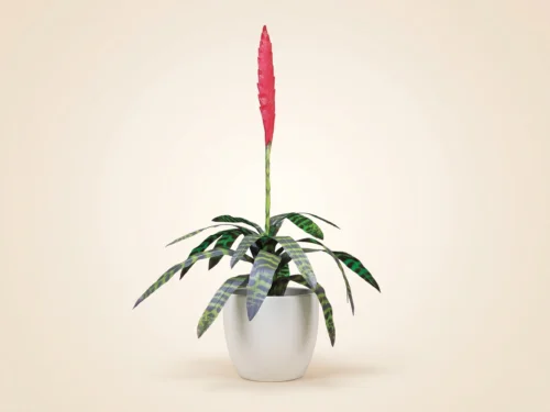 Flaming Sword Bromeliad House Plant ID# BFS125