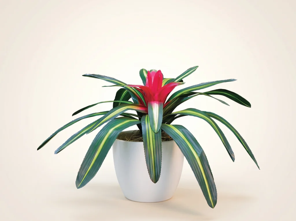 Artificial Bromeliad Plant