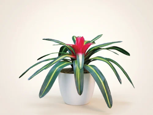 Tricolor Bromeliad Plant ID# BRG321T