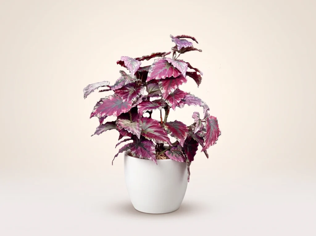 Fake Rex Begonia Plant