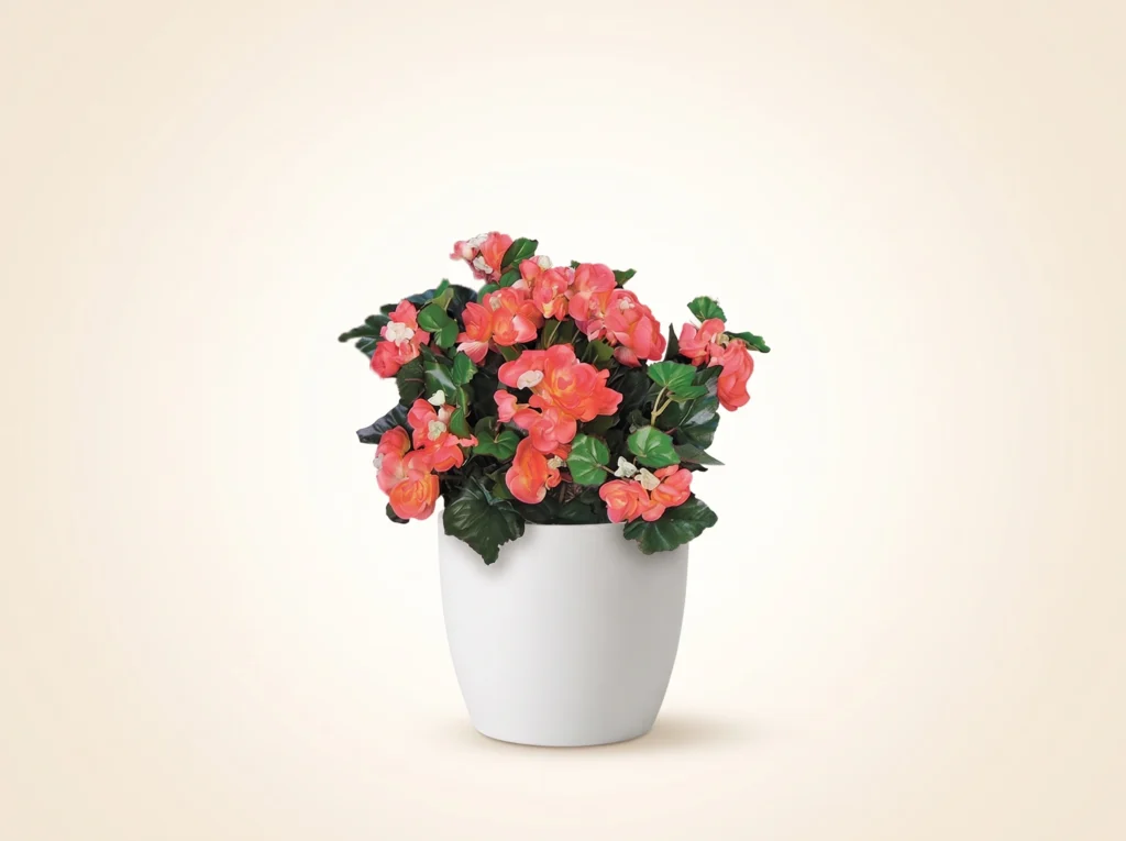 Artificial Begonias Plant