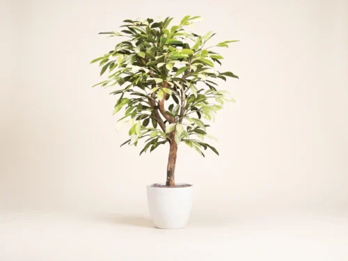 Bay Leaf Plant ID# BAYB48++