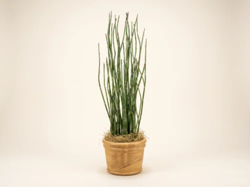 Bamboo Reed Grass ID# BBRS27, BBRS36, BBRS52