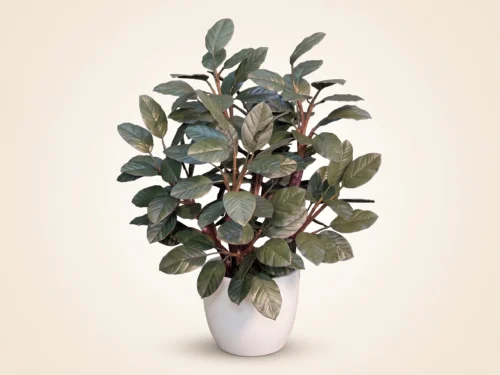 Banyan Plant ID# BNYB36+