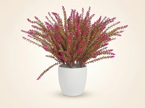 Barberry Plant ID# BAR224BB+