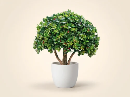 Azalea Bonsai Indoor Tree ID# 13193