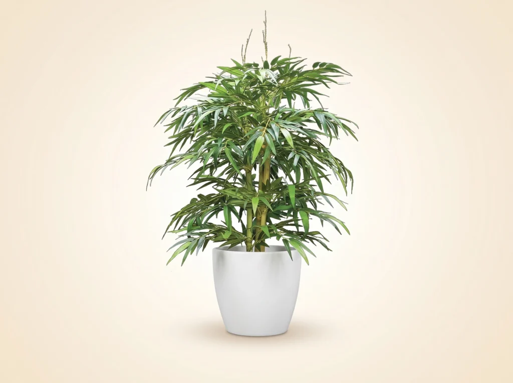 Faux Bamboo Plant