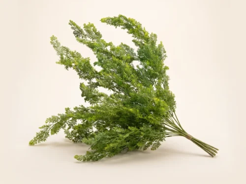 Asparagus Fern Foliage ID# FEA+33
