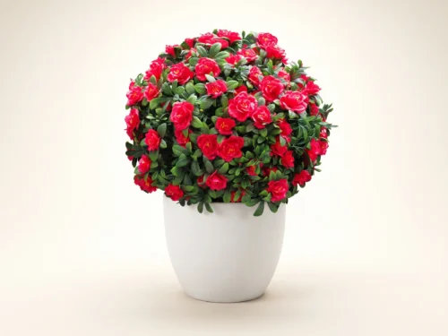 Azalea Flower Ball Plant ID# 4847