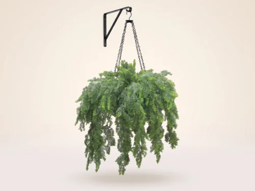 Asparagus Fern Hanging Plant ID# FEA414+