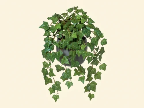 Algerian Ivy Hanging Plant ID# ALG#24